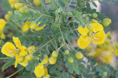 Cassia auriculata